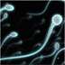 The Sperm and Embryo Bank of New Jersey Inc.™ (SEBNJ)
