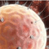 The Sperm and Embryo Bank of New York Inc.™ (SEBNY)